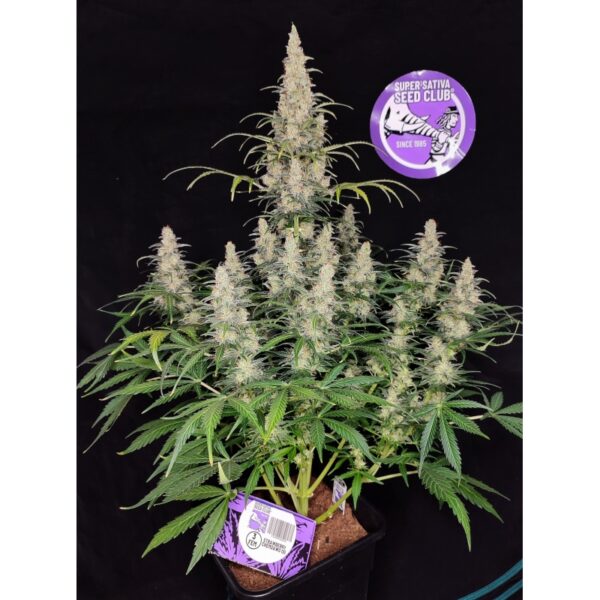 Strawberry Chemdawg OG - Image 3