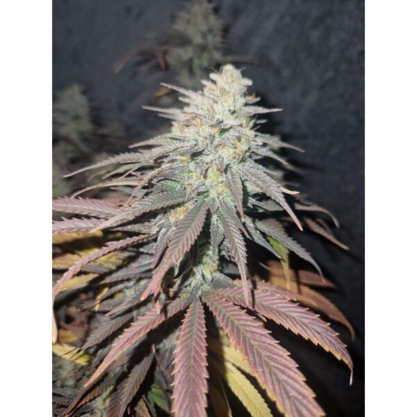 Strawberry Chemdawg OG - Image 4