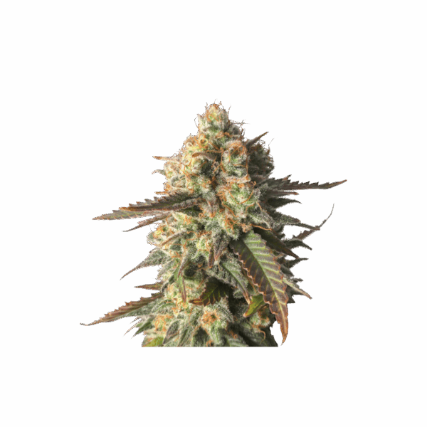 Strawberry Chemdawg OG - Image 5