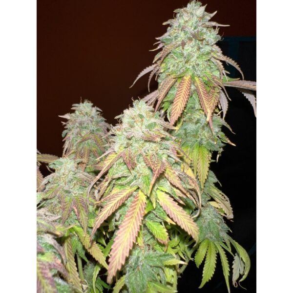 Strawberry Cookies - Image 3