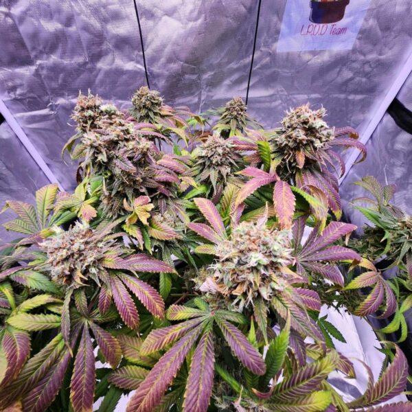 Strawberry Cookies - Image 4