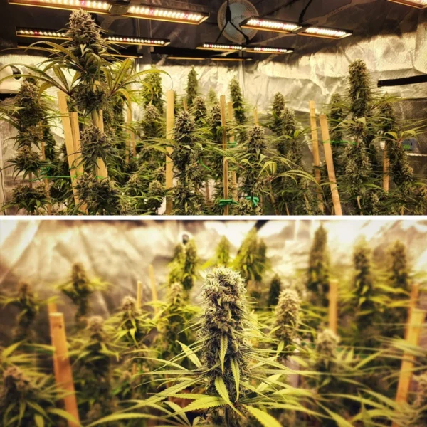 Strawberry Cough - Image 2