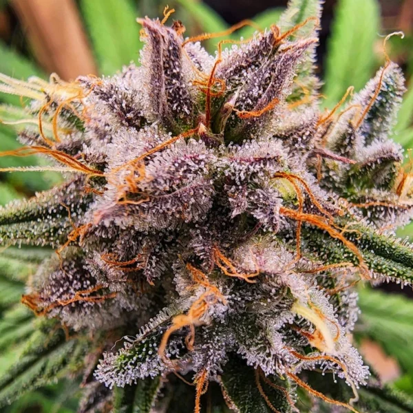 Strawberry Cough - Image 3