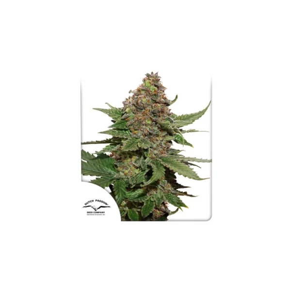 Strawberry Cough - Image 4