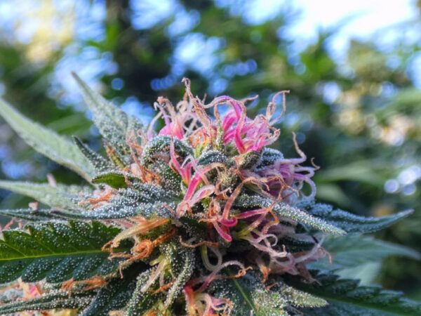 Sunset Sherbet - Imagem 2