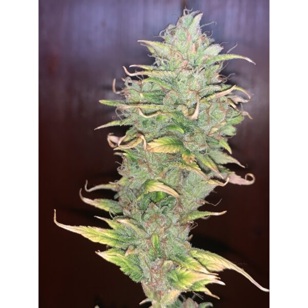 Auto Sweet Bourbon - Imagem 2
