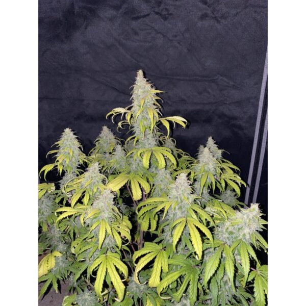 Auto Sweet Bourbon - Imagem 4
