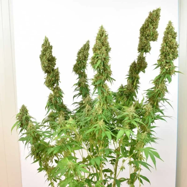 THC-Victory - Image 2