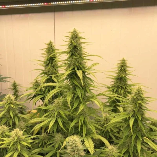 THC-Victory - Image 3