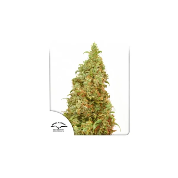 THC-Victory - Image 4