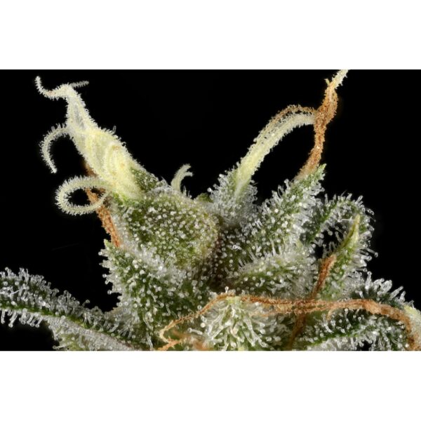 TNT Trichome - Image 3