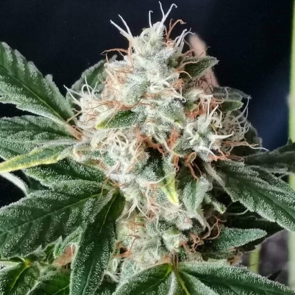 TNT Trichome - Image 2