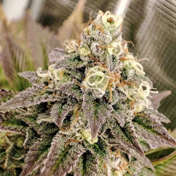 Tropical Tangie - Image 2