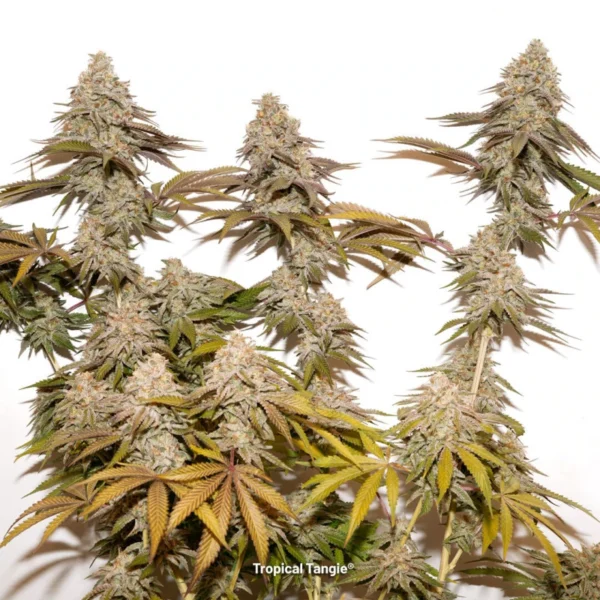 Tropical Tangie - Image 3