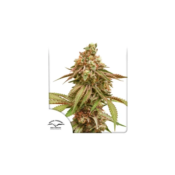 Tropical Tangie - Image 4