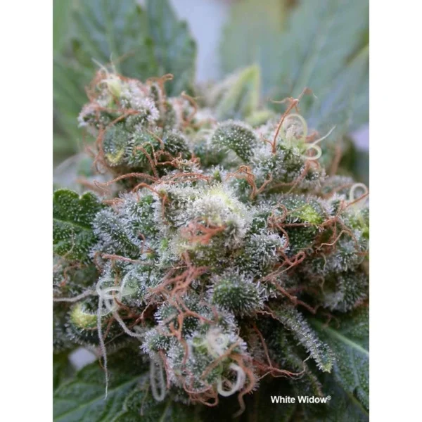 White Widow - Image 2