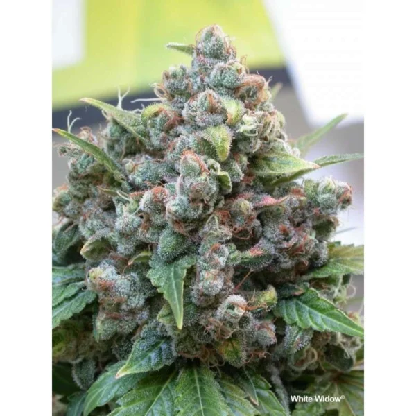 White Widow - Image 3