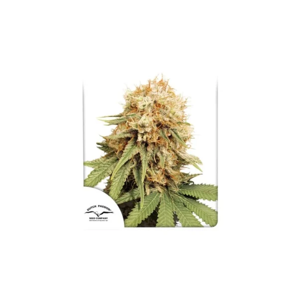 White Widow - Image 4