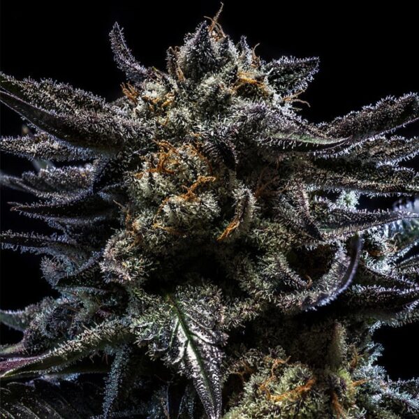 Zombie Kush - Image 2